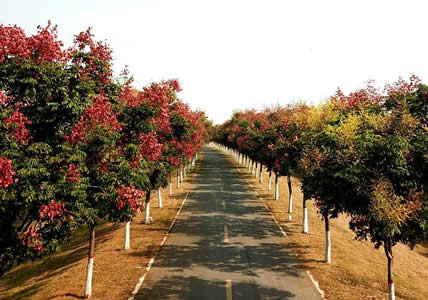 ���̰���