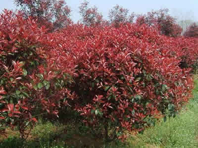 ���̰���